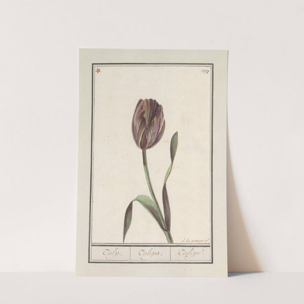 Tulp (Tulipa) (1596-1610) by Anselmus Boëtius de Boodt