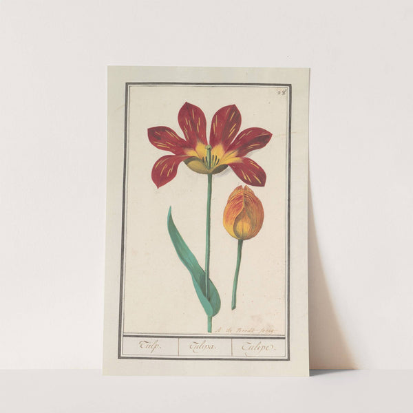 Tulp (Tulipa) (1596-1610) by Anselmus Boëtius de Boodt