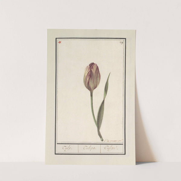 Tulp (Tulipa) (1596-1610) by Anselmus Boëtius de Boodt