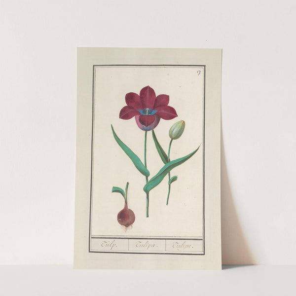 Tulp (Tulipa) (1596-1610) by Anselmus Boëtius de Boodt