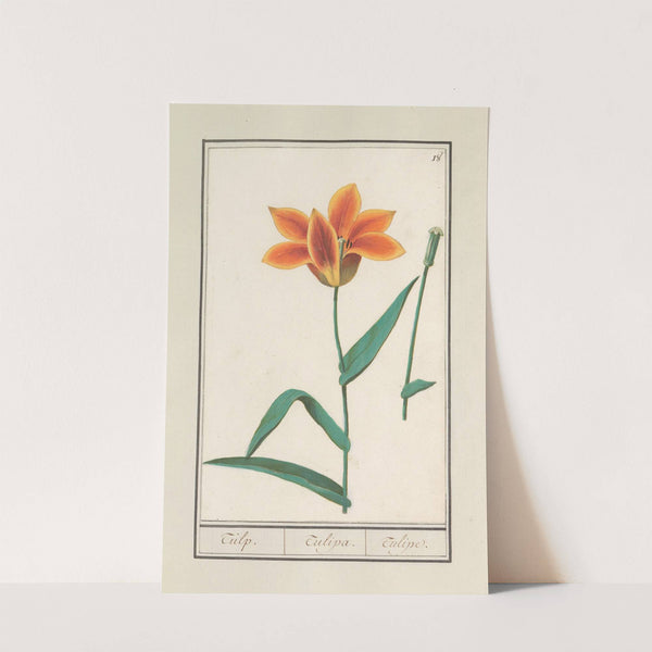 Tulp (Tulipa) (1596-1610) by Anselmus Boëtius de Boodt