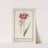 Tulp (Tulipa) (1596-1610) by Anselmus Boëtius de Boodt