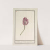 Tulp (Tulipa) (1596-1610) by Anselmus Boëtius de Boodt