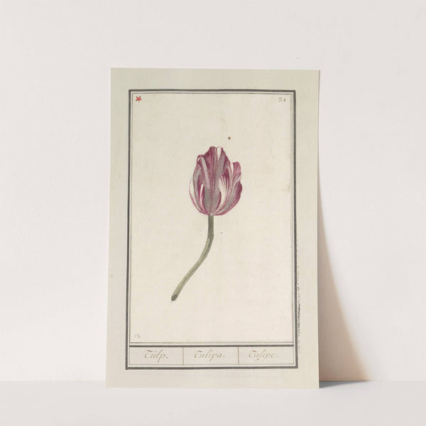 Tulp (Tulipa) (1596-1610) by Anselmus Boëtius de Boodt