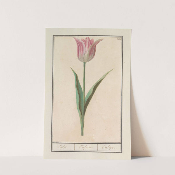 Tulp (Tulipa) (1596-1610) by Anselmus Boëtius de Boodt