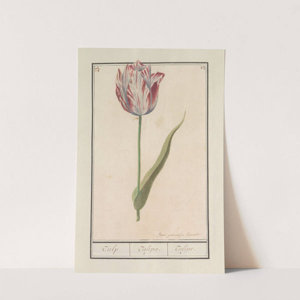 Tulp (Tulipa) (1596-1610) by Anselmus Boëtius de Boodt