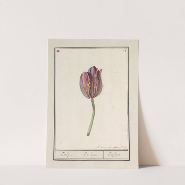 Tulp (Tulipa) (1596-1610) by Anselmus Boëtius de Boodt