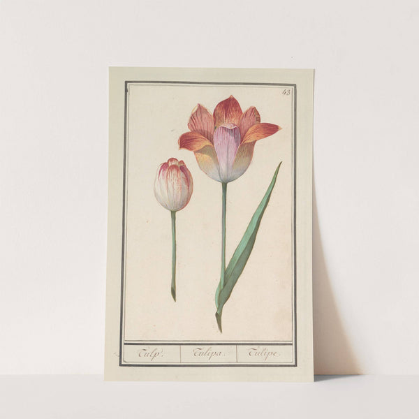 Tulp (Tulipa) (1596-1610) by Anselmus Boëtius de Boodt