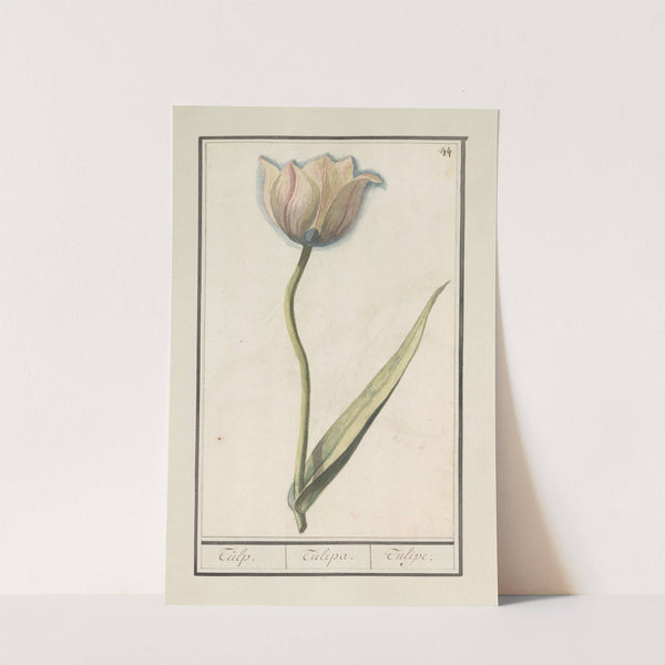 Tulp (Tulipa) (1596-1610) by Anselmus Boëtius de Boodt