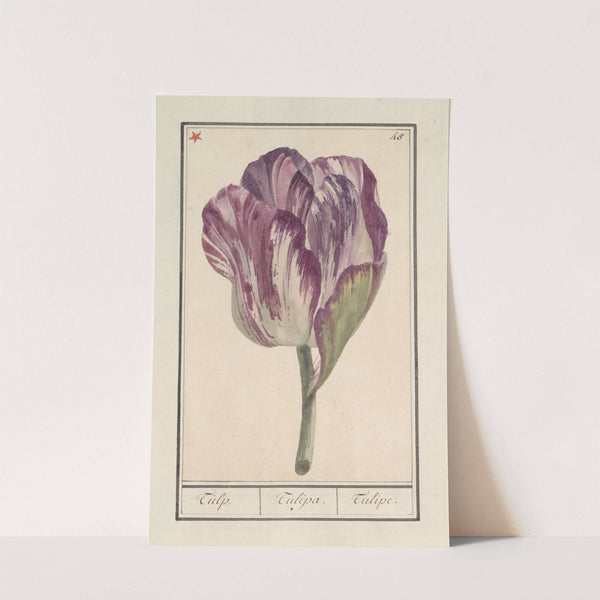 Tulp (Tulipa) (1596-1610) by Anselmus Boëtius de Boodt