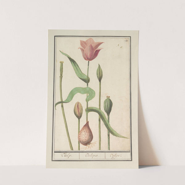 Tulp (Tulipa) (1596-1610) by Anselmus Boëtius de Boodt