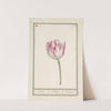 Tulp (Tulipa) (1596-1610) by Anselmus Boëtius de Boodt