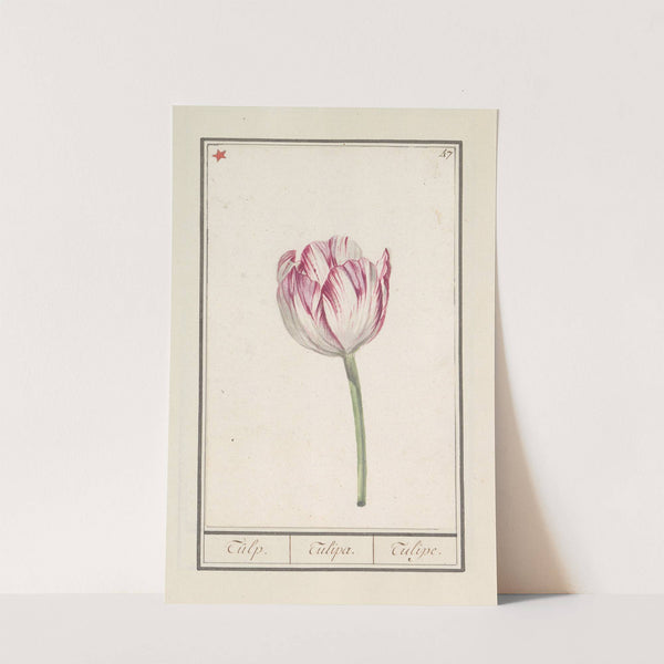 Tulp (Tulipa) (1596-1610) by Anselmus Boëtius de Boodt