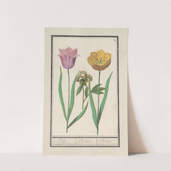 Tulp (Tulipa) en pioenroos (Paeonia) (1596-1610) by Anselmus Boëtius de Boodt