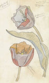 Tulpen