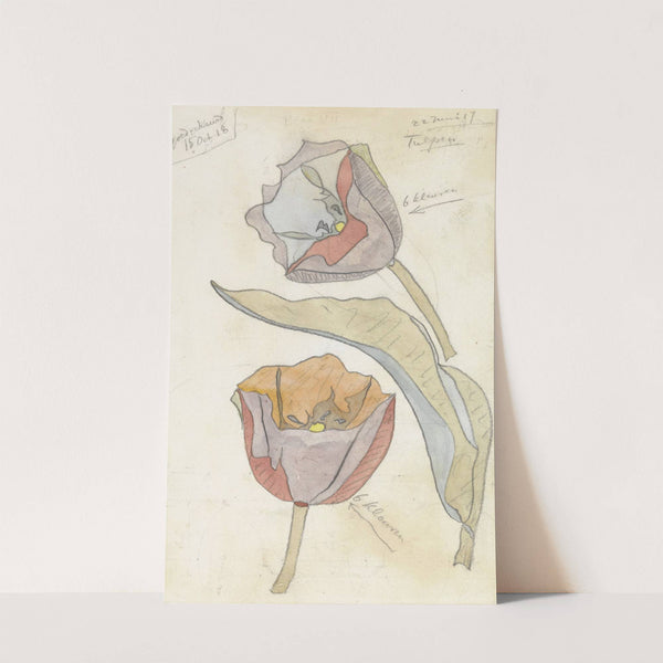 Tulpen by Theo Colenbrander