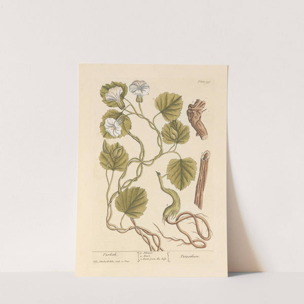 Turbith by Elizabeth Blackwell