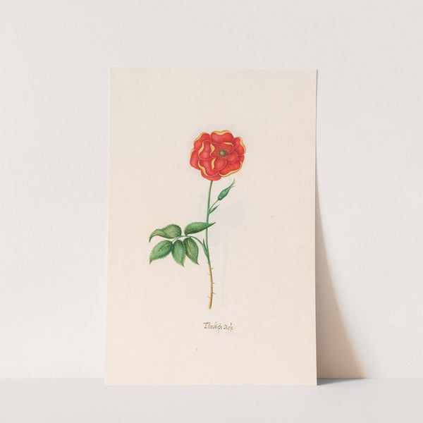 Türckishe rose (1692) by Magdelena Rosina Funck