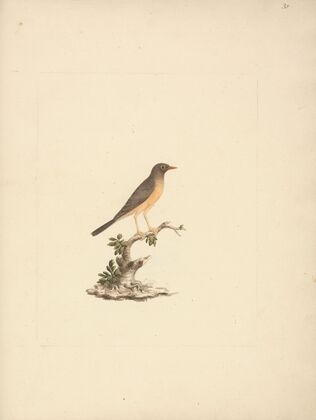 Turdus abyssinicus (Mountain Thrush)