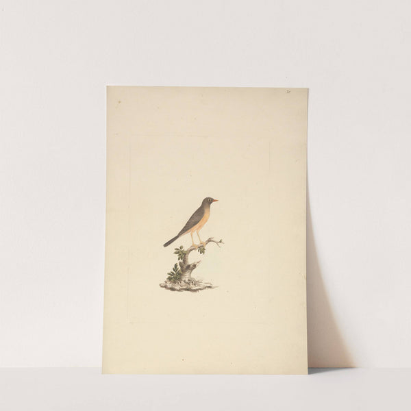 Turdus abyssinicus (Mountain Thrush) by Luigi Balugani