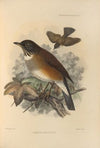 Turdus Albicollis (1899-1902)