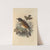 Turdus Albicollis (1899-1902) by Henry Seebohm