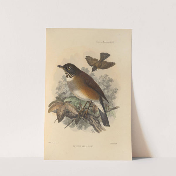 Turdus Albicollis (1899-1902) by Henry Seebohm
