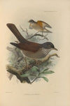 Turdus Albiventer (1899-1902)