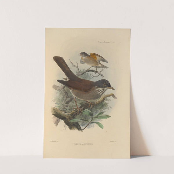 Turdus Albiventer (1899-1902) by Henry Seebohm