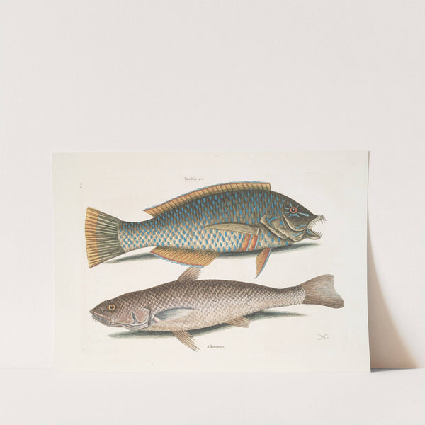 Turdus &c., The Pudding-Wife; Alburnus Americanus, The Carolina Whiting. by Mark Catesby