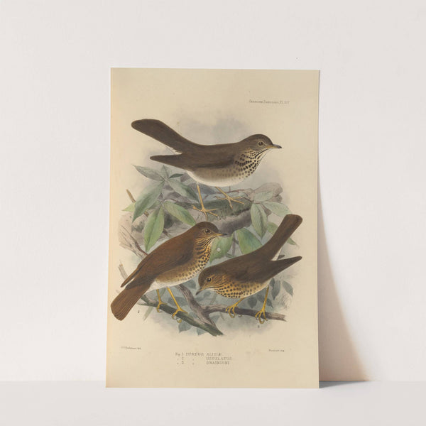 Turdus Aliciae, Turdus Ustulatus, Turdus Swainsoni (1899-1902) by Henry Seebohm