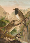 Turdus atrigularis