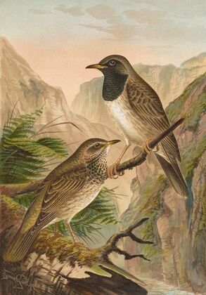 Turdus atrigularis