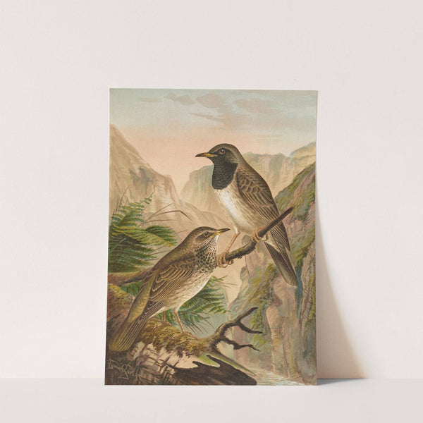 Turdus atrigularis by Johann Friedrich Naumann