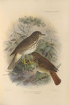 Turdus Auduboni, Turdus Pallasi (1899-1902)