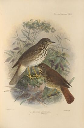 Turdus Auduboni, Turdus Pallasi (1899-1902)