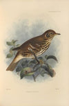 Turdus Auritus (1899-1902)