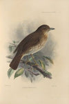 Turdus Bewsheri (1899-1902)