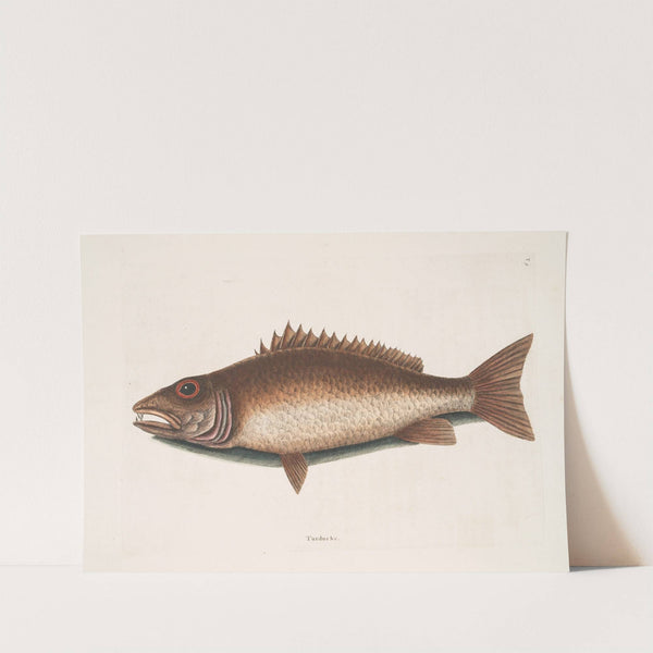 Turdus &c., The mangrove Snapper. by Mark Catesby