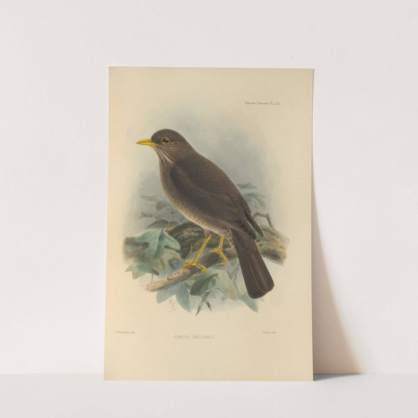 Turdus Chiguanco (1899-1902) by Henry Seebohm