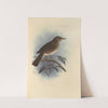 Turdus Comorensis (1899-1902) by Henry Seebohm
