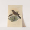 Turdus Crotopezus, Turdus Tristis (1899-1902) by Henry Seebohm