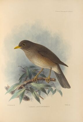 Turdus Cryptopyrrhus (1899-1902)