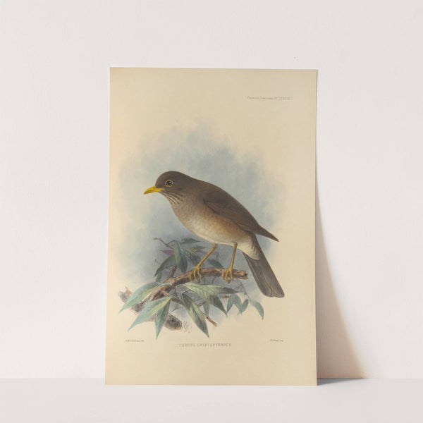 Turdus Cryptopyrrhus (1899-1902) by Henry Seebohm