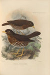 Turdus Dominicensis (1899-1902)