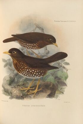 Turdus Dominicensis (1899-1902)