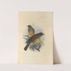 Turdus Elgonensis (1899-1902) by Henry Seebohm