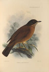 Turdus Falklandicus (1899-1902)