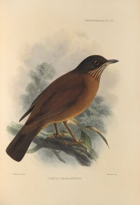Turdus Falklandicus (1899-1902)
