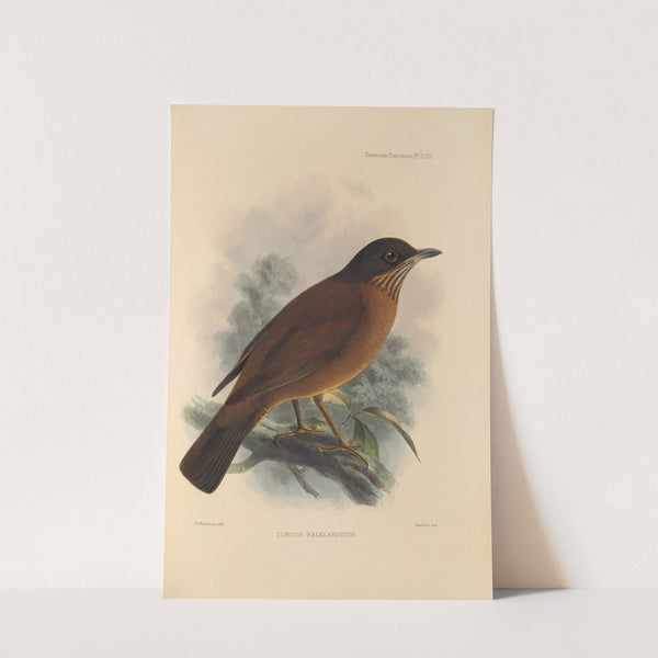 Turdus Falklandicus (1899-1902) by Henry Seebohm